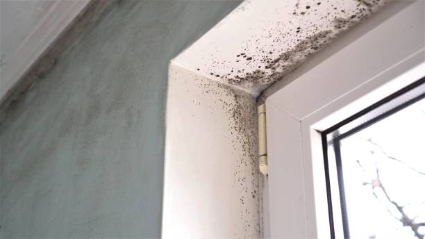 Best Mold Cleaning Services  in North Druid Hills, GA
