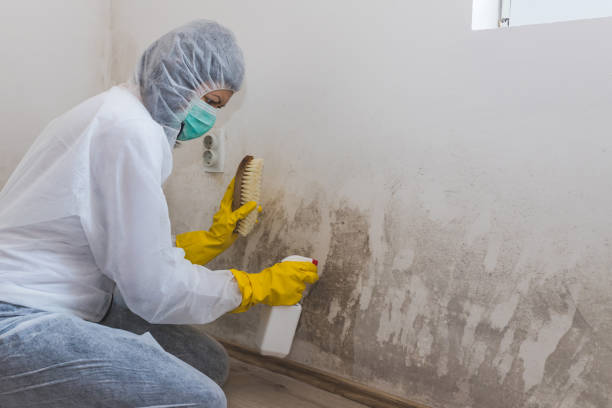 Best Black Mold Removal  in North Druid Hills, GA