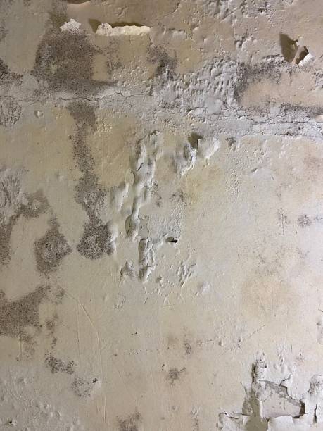  North Druid Hills, GA Mold Removal Pros