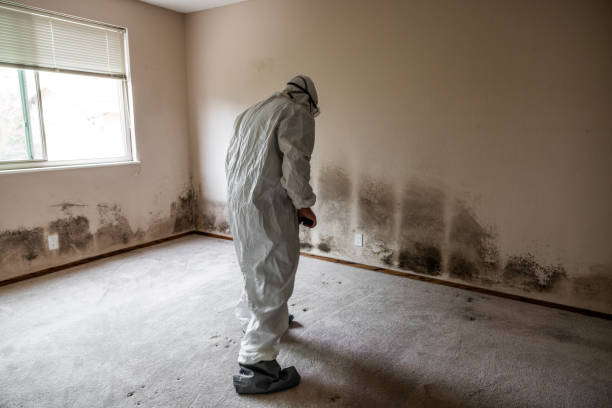 Best Mold Damage Repair  in North Druid Hills, GA