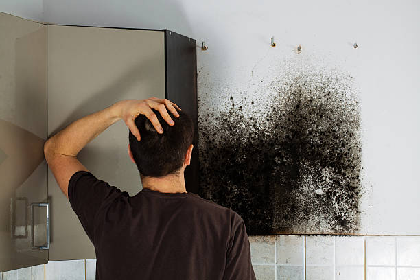 Best Mold Testing  in North Druid Hills, GA