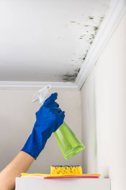 Best Mold Removal Company Near Me  in North Druid Hills, GA
