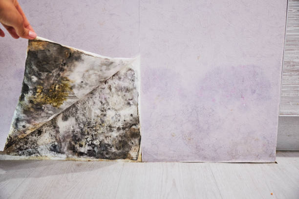 Trusted North Druid Hills, GA Mold Removal Experts